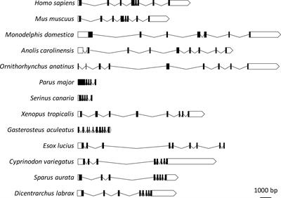 Characterization of Erythroferrone in a Teleost Fish (Dicentrarchus labrax) With Two Functional Hepcidin Types: More Than an Erythroid Regulator